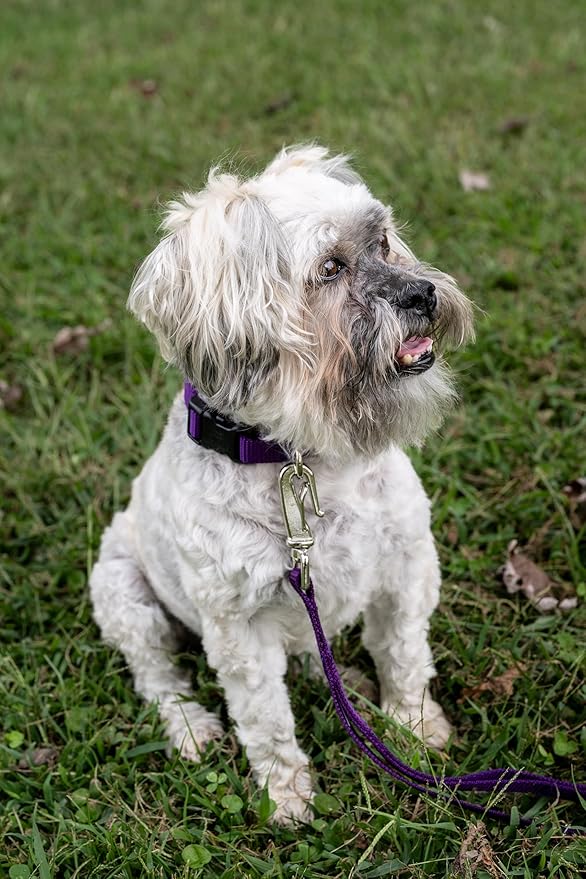 Country Brook Petz - American-Made Dog Collar for Large, Medium, and Small Dogs and Puppies - Deluxe Heavy Duty Nylon in 33 Dazzling Colors (Large, 1 Inch Wide, Purple)