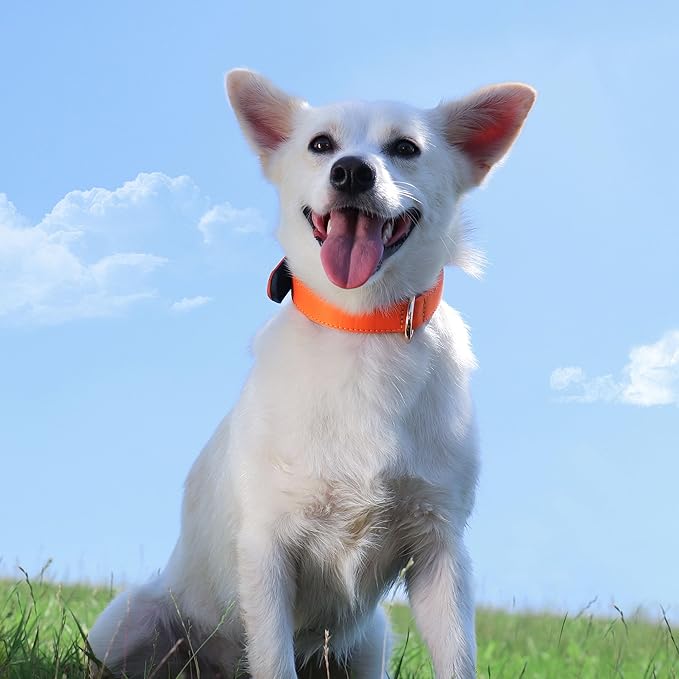 Didog Soft Padded Dog Collars for Medium Dogs, Lightweight and Breathable Dog Collar Waterproof with Metal Buckle, Orange, M