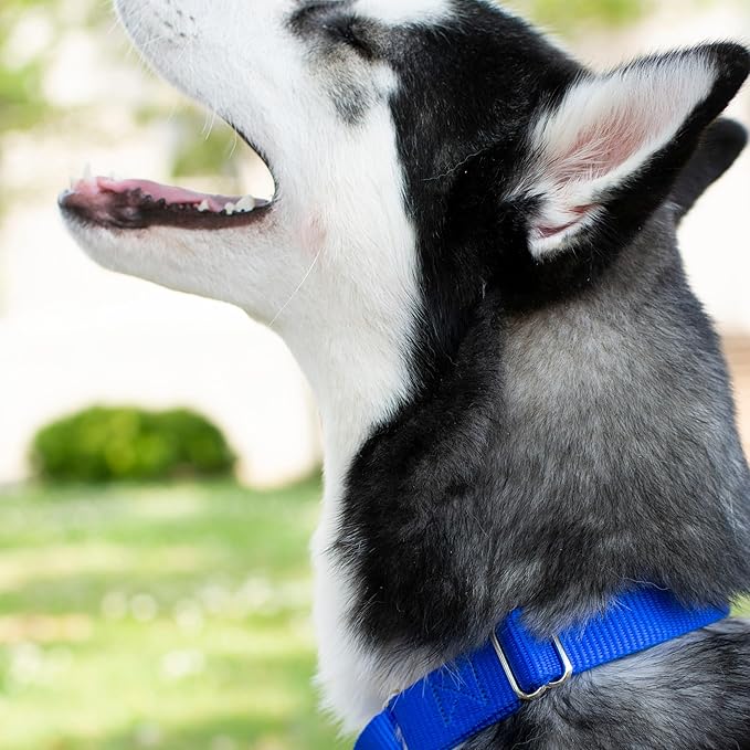 Country Brook Petz Martingale Dog Collar - Heavy-Duty Training Collar with No Buckle - Service Dog Collar for All Pups - Vibrant, Colorful Collection (Royal Blue, 3/4 Inch, Small)