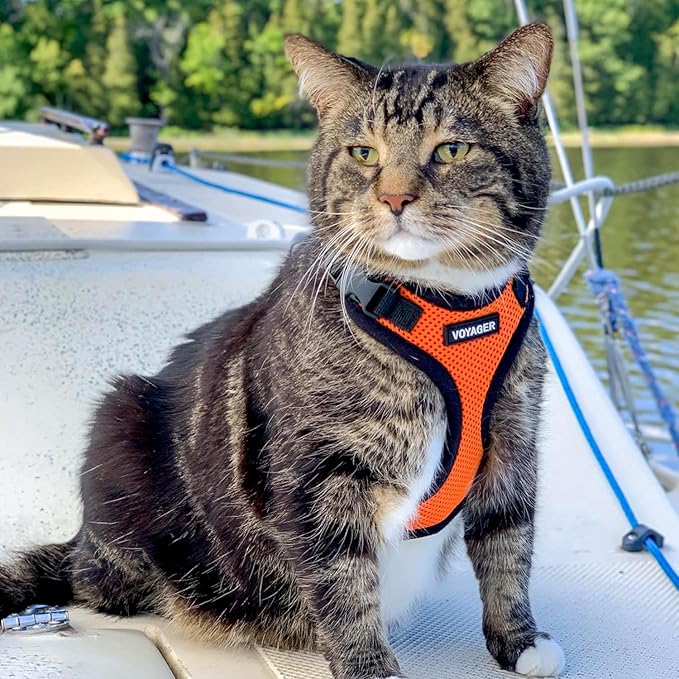 Voyager Step-in Lock Adjustable Cat Harness w. Cat Leash Combo Set with Neoprene Handle 5ft - Supports Small, Medium and Large Breed Cats by Best Pet Supplies - Orange/Black Trim, S