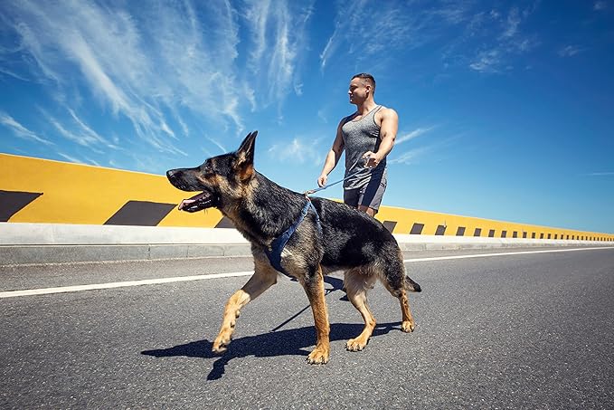 Dog Harness, No Pull Dogs Harness and Multi-Function Leash Set for Medium Dogs Easy Walk Everyday Adjustable Soft Dog Vest Harness Fashionable Dog Accessories Blue-Button-Relaxed Medium