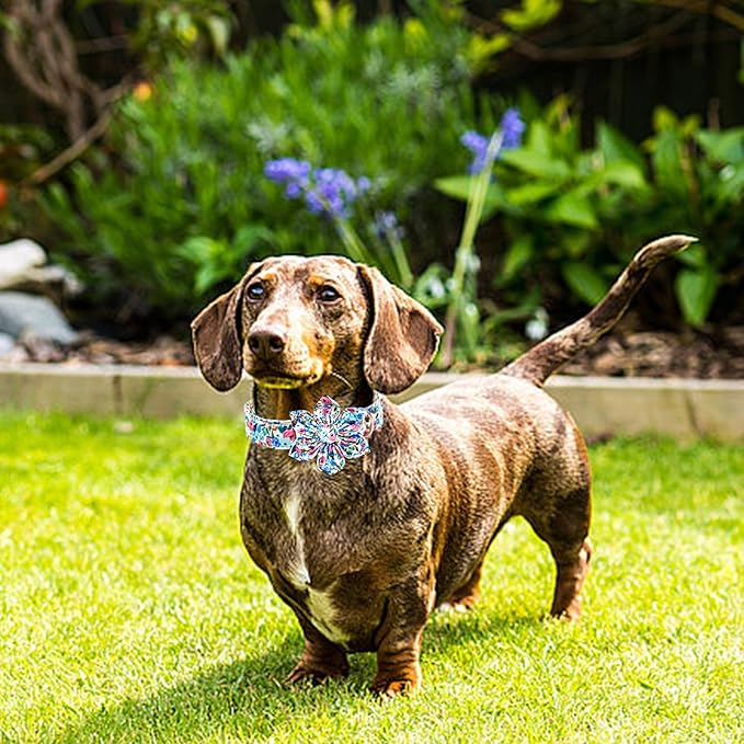 Lionheart Glory Floral Dog Collar - Soft, Durable & Adjustable for Medium Dogs