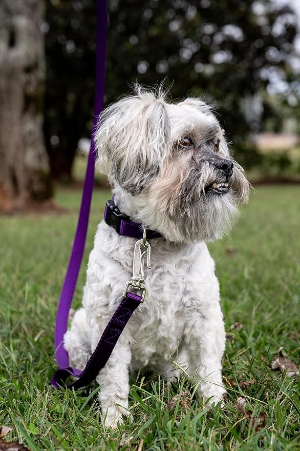 Country Brook Petz - American-Made Dog Collar for Large, Medium, and Small Dogs and Puppies - Deluxe Heavy Duty Nylon in 33 Dazzling Colors (Large, 1 Inch Wide, Purple)