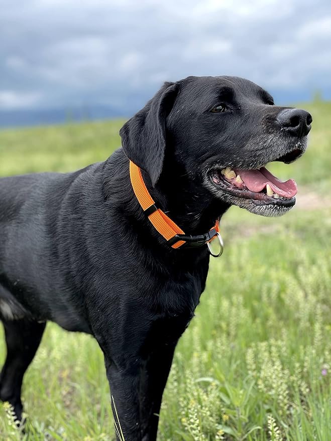 Native Pup Basic Nylon Dog Collar, Adjustable for Small, Medium, Large pet and Puppies Accessories, Cute Colors for Male, Female, boy, Girl, Puppy (Large, Orange)