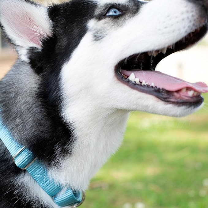 Country Brook Petz Martingale Dog Collar - Heavy-Duty Training Collar with No Buckle - Service Dog Collar for All Pups - Vibrant, Colorful Collection (Ocean Blue, 5/8 Inch, Extra Small)