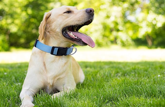 Native Pup Basic Nylon Dog Collar, Adjustable for Small, Medium, Large pet and Puppies Accessories, Cute Colors for Male, Female, boy, Girl, Puppy (Small, Light Blue)