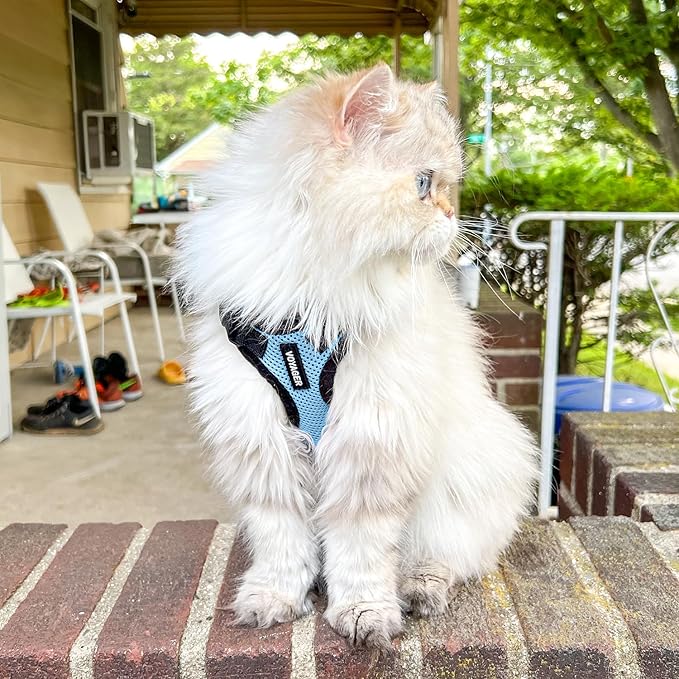 Voyager Step-in Lock Adjustable Cat Harness w. Cat Leash Combo Set with Neoprene Handle 5ft - Supports Small, Medium and Large Breed Cats by Best Pet Supplies - Baby Blue/Black Trim, XXS