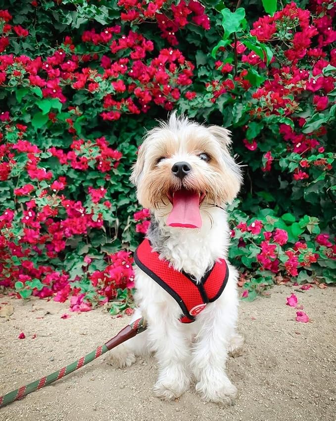 Gooby Comfort X Harness, Red, Small Chest (11.75-15.5")