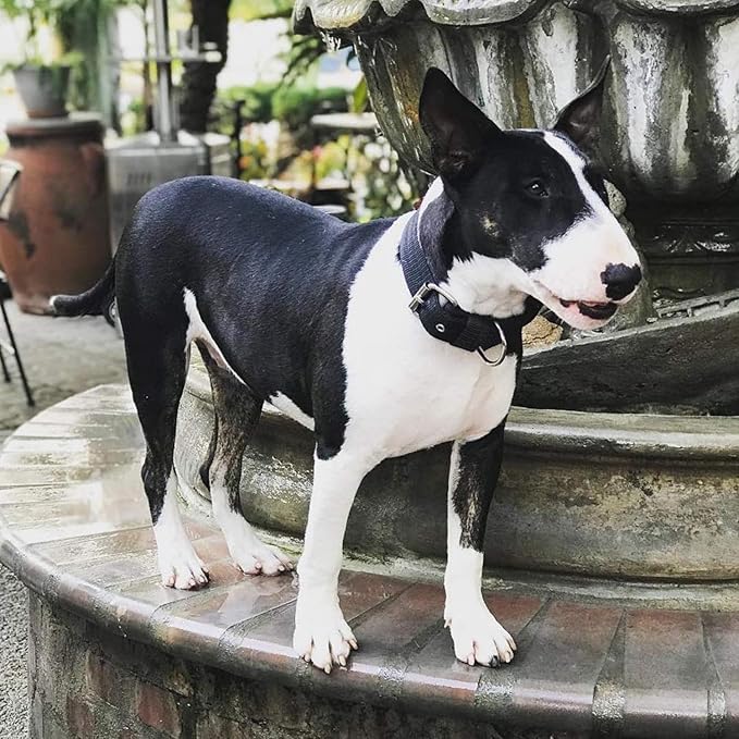 Heavy Duty Tactical Dog Collar - 1.5" Width Military Durable Thick Nylon with Adjustable Metal D Ring & Buckle Working Training K9 Collar for Medium Large Dogs (M(17"-20"), Black)