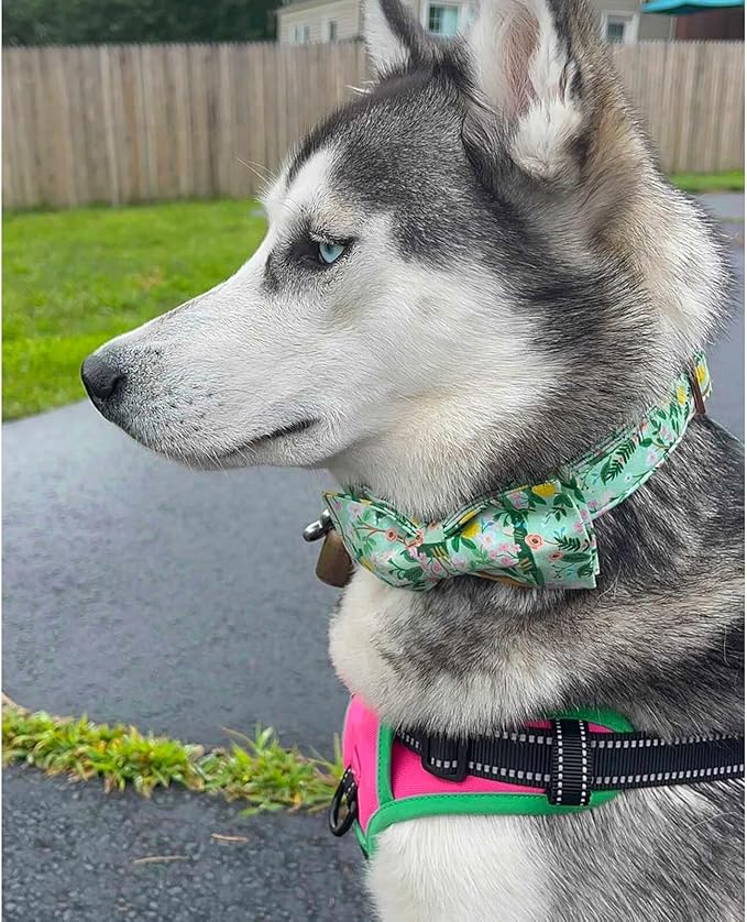 Lionheart glory Premium Floral Dog Collars, Bowtie Dog Collar, Adjustable Heavy Duty Girl Dog Collar with Bow for Medium Dogs