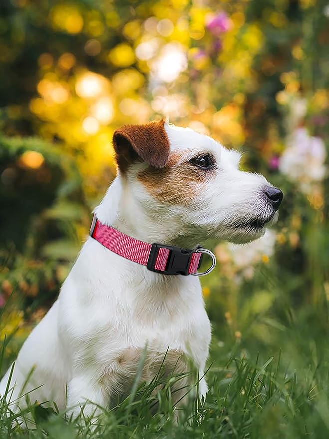 Native Pup Basic Nylon Dog Collar, Adjustable for Small, Medium, Large pet and Puppies Accessories, Cute Colors for Male, Female, boy, Girl, Puppy (Large, Hot Pink)
