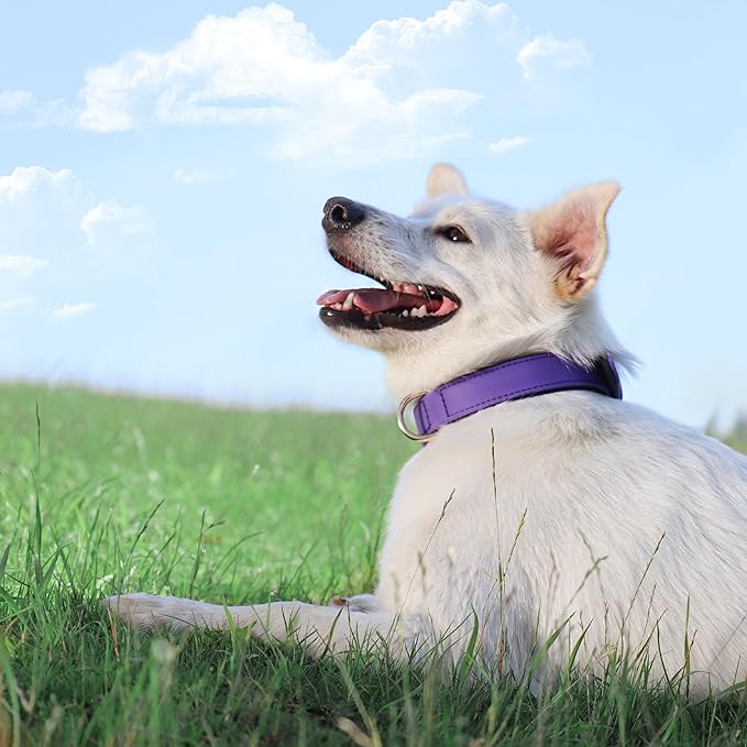 Didog Soft Padded Dog Collars for Medium Dogs, Lightweight and Breathable Purple Dog Collar Waterproof with Metal Buckle, Purple, L