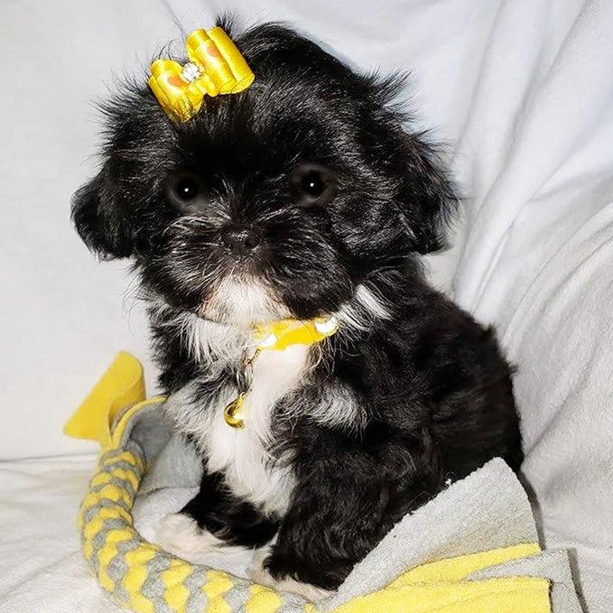 PET SHOW 50pcs Small Dog Hair Bows with Rubber Bands for Medium Dogs Puppies Cats Kittens Rabbits Topknot Grooming Costumes Hair Accessories