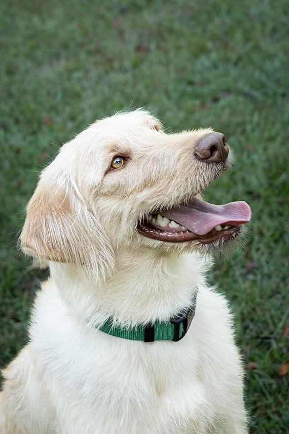Country Brook Petz - American-Made Dog Collar for Large, Medium, and Small Dogs and Puppies - Deluxe Heavy Duty Nylon in 33 Dazzling Colors (Small, 3/4 Inch Wide, Christmas Green)