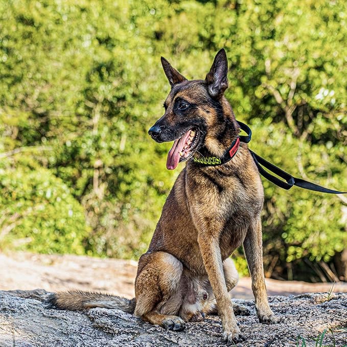 OneTigris Tough Dog Collars, Tactical Dog Collar with Handle, Milltary Adjustable Dog Collar with Heavy Duty Metal Buckle for Training (Medium (Pack of 1), Black)