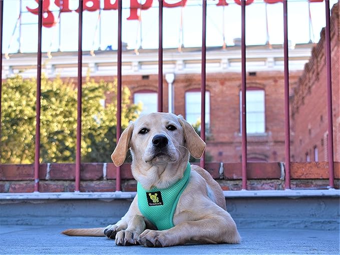 EcoBark Dog Harness - Eco-Friendly Max Comfort Harnesses - Luxurious Soft Mesh Halter - Over The Head Harness Vest- No Pull and No Choke for Large, XL, and XXL Dogs (XL, Mint Turquoise)