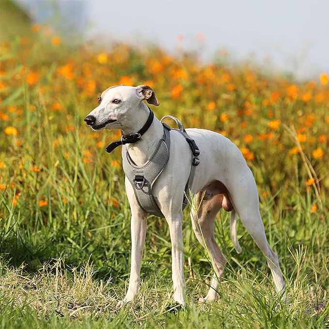 TRUE LOVE Dog Harness Outdoor Adventure II Reflective Vest with 2 Leash Attachments Matching Leash and Collar Available TLH6071 Gray
