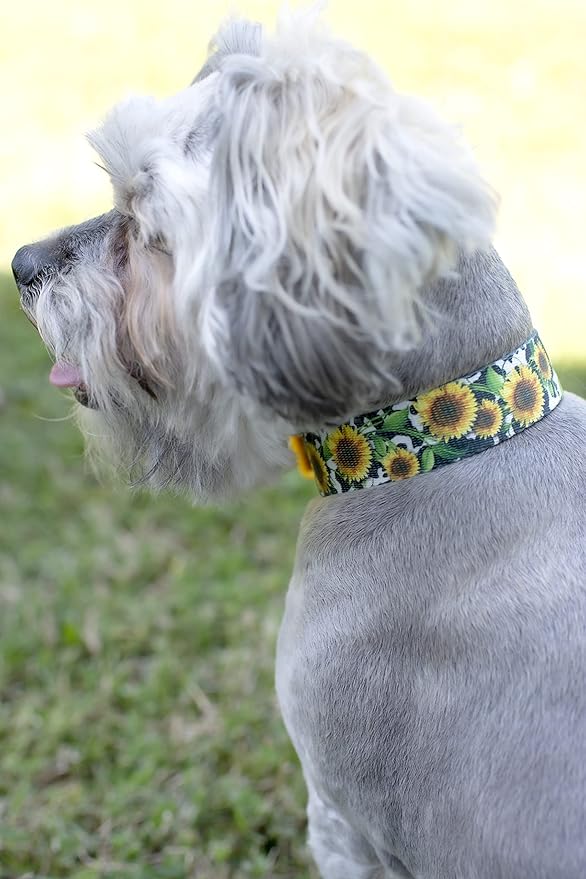 Country Brook Petz - Deluxe Dairy Fields Dog Collar - Made in The U.S.A. - Country and Western Collection Featuring Rustic Designs (1 Inch, Large)