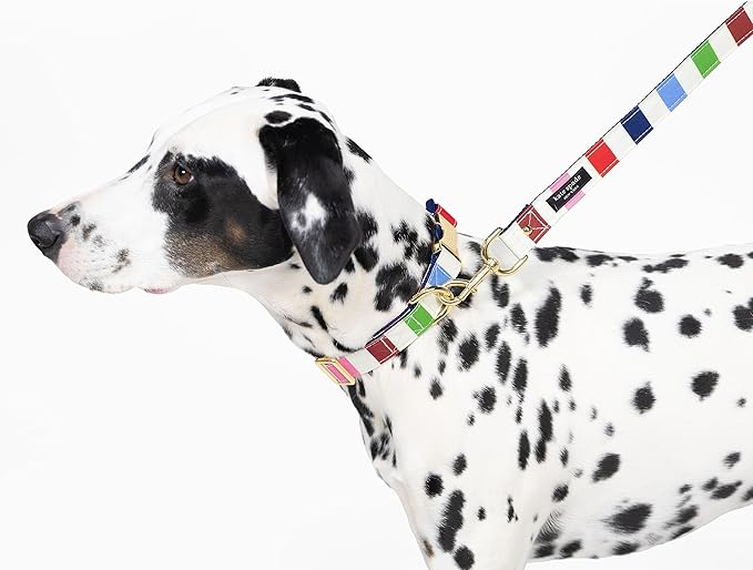 kate spade new york Cute Dog Collar with Gold Metal Details & Plastic Buckle, 15" to 22" Adjustable Dog Collar for Female or Male Dogs, Medium/Large, Adventure Stripe