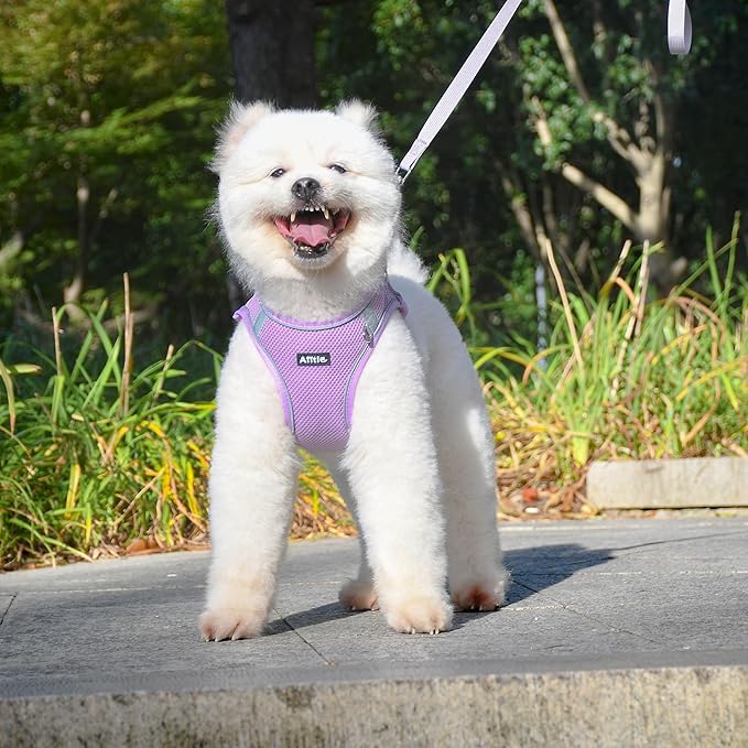 AIITLE Dog Harness No Choke Over, Step in Adjustable Dog Harness with a Leash, Breathable Mesh and Quick-Release Buckle - Outdoor Walking, Training, Running for Medium Dogs Purple L