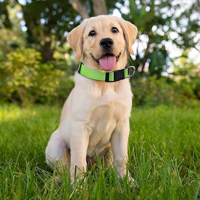 Native Pup Basic Nylon Dog Collar, Adjustable for Small, Medium, Large pet and Puppies Accessories, Cute Colors for Male, Female, boy, Girl, Puppy (Small, Neon)