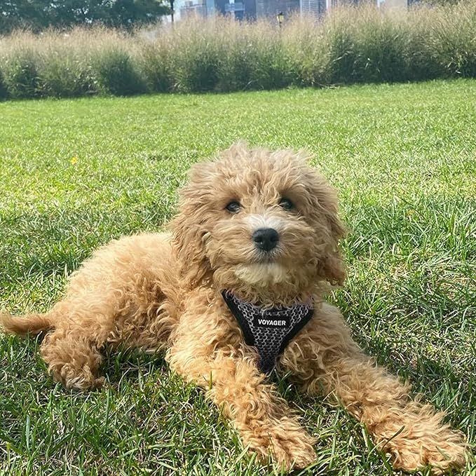 Voyager Step-in Air All Weather Mesh Harness and Reflective Dog 5 ft Leash Combo with Neoprene Handle, for Small, Medium and Large Breed Puppies by Best Pet Supplies - Gray (2-Tone), S