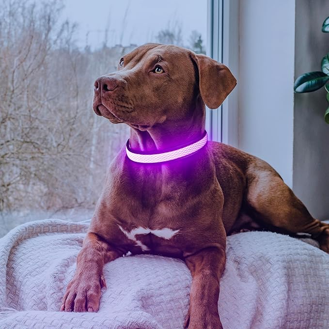 Flashseen LED Dog Collar, Light Up Dog Collar Light USB Rechargeable, Adjustable Comfortable Soft Mesh Safety Dog Collar for Small, Medium, Large Dogs(Large, Purple)