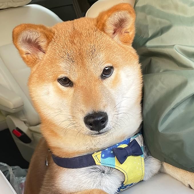 Puppytie No Pull Small Dog Harness with Multifunction Dog Leash,Lightweight Soft Adjustable No Choke Escape Proof Pet Harness Vest Pet Harness Vest,Suede Bow Navy,S