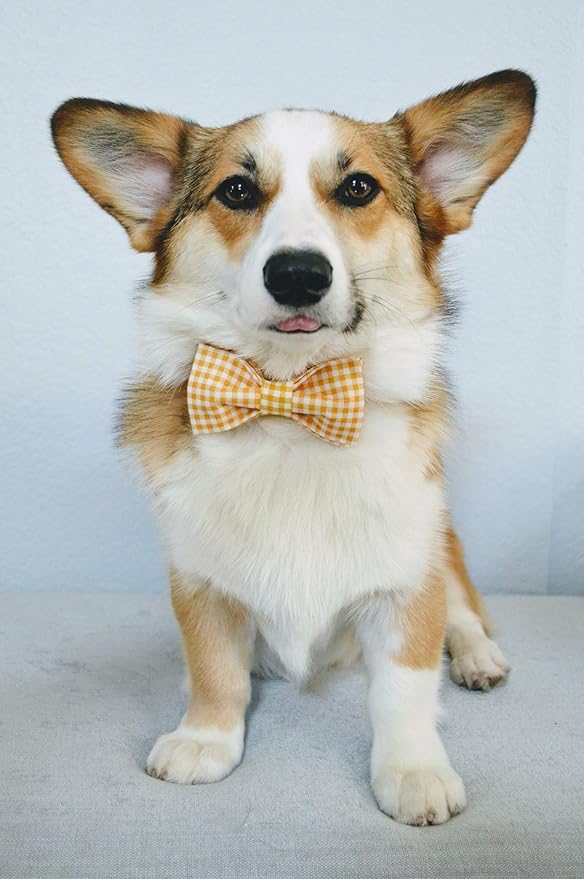 Lionet Paws Dog Collar with Bowtie, Durable Adjustable and Comfortable Collar for Large Dogs, Neck 16-24in