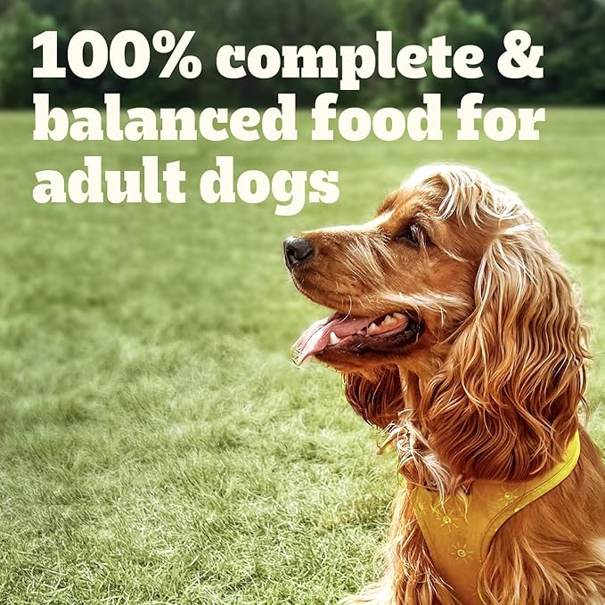 PEDIGREE CHOPPED GROUND DINNER Adult Soft Wet Dog Food, Bacon and Filet Mignon Flavor, 3.5 oz Pouches, 16 Pack