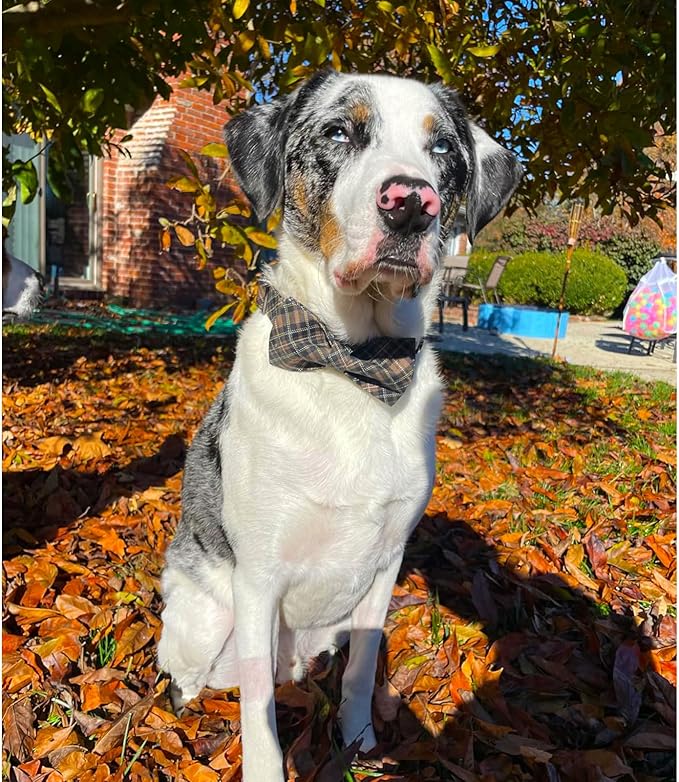 Lionheart glory Premium Plaid Dog Collars, Bowtie Dog Collar, Adjustable Heavy Duty Dog Collar with Bow for Medium Dogs