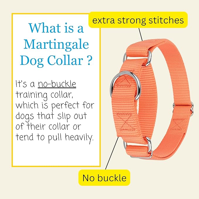 Country Brook Petz Martingale Dog Collar - Heavy-Duty Training Collar with No Buckle - Service Dog Collar for All Pups - Vibrant, Colorful Collection (Mango, 5/8 Inch, Extra Small)