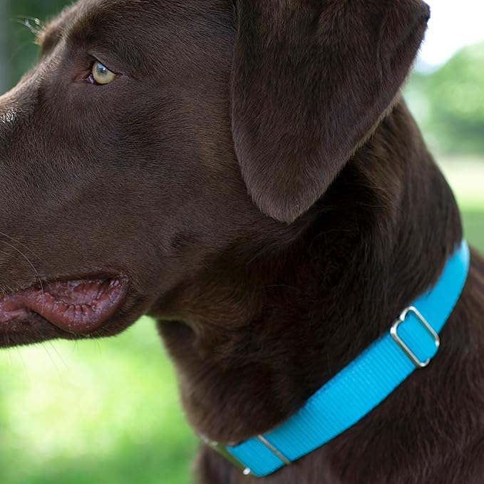 Country Brook Petz Martingale Dog Collar - Heavy-Duty Training Collar with No Buckle - Service Dog Collar for All Pups - Vibrant, Colorful Collection (Ice Blue, 3/8 Inch, 2XS)