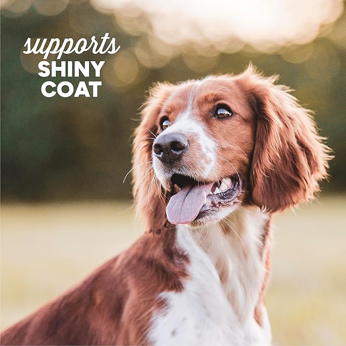 Cloud Star Dynamo Dog Skin & Coat Soft Chews Grain Free Dog Treats, Salmon, 14 oz. Pouch