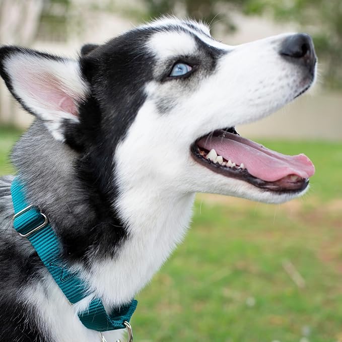 Country Brook Petz Martingale Dog Collar - Heavy-Duty Training Collar with No Buckle - Service Dog Collar for All Pups - Vibrant, Colorful Collection (Teal, 1 Inch, Medium)