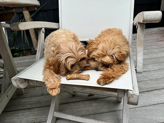 Nylabone Nubz Natural Edible Dog Chew Treats for Small Dogs, Long Lasting Dog Bones Made in USA, Chicken Flavor Dental Chews, for Dogs Up to 25 lbs. (8 Count)