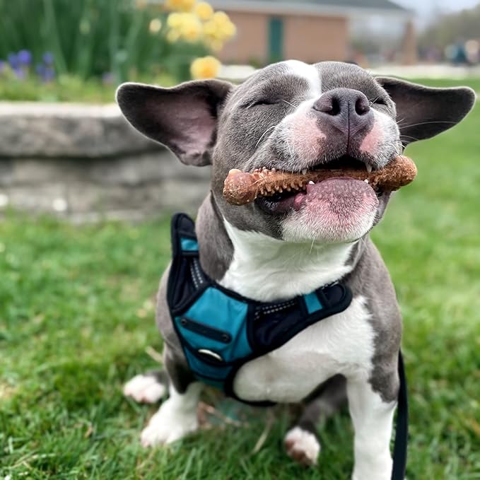 Nylabone Nubz Natural Edible Dog Chew Treats for Small Dogs, Long Lasting Dog Bones Made in USA, Chicken Flavor Dental Chews, For Dogs Up to 25 lbs. (32 Count)