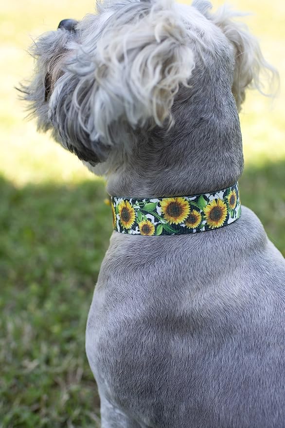 Country Brook Petz - Deluxe Dairy Fields Dog Collar - Made in The U.S.A. - Country and Western Collection Featuring Rustic Designs (1 Inch, Large)
