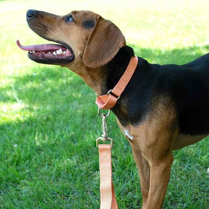 Country Brook Petz Martingale Dog Collar - Heavy-Duty Training Collar with No Buckle - Service Dog Collar for All Pups - Vibrant, Colorful Collection (Mango, 5/8 Inch, Extra Small)