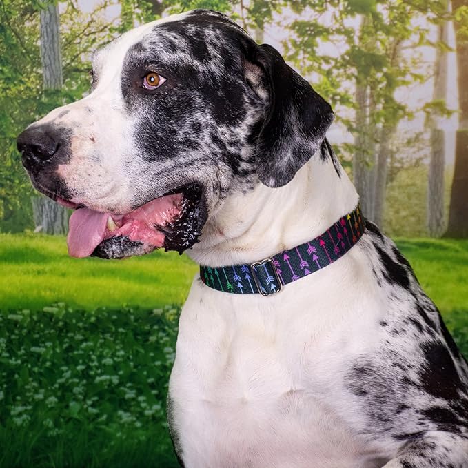 Country Brook Petz - Deluxe Colorful Arrows Dog Collar - Made in The U.S.A. - Chevron and Arrows Collection Featuring Linear Designs (1/2 Inch, 2XS)