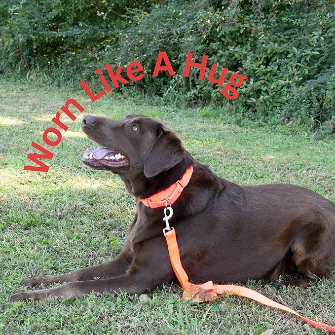 Country Brook Petz Martingale Dog Collar - Heavy-Duty Training Collar with No Buckle - Service Dog Collar for All Pups - Vibrant, Colorful Collection (Hot Orange, 5/8 Inch, Extra Small)