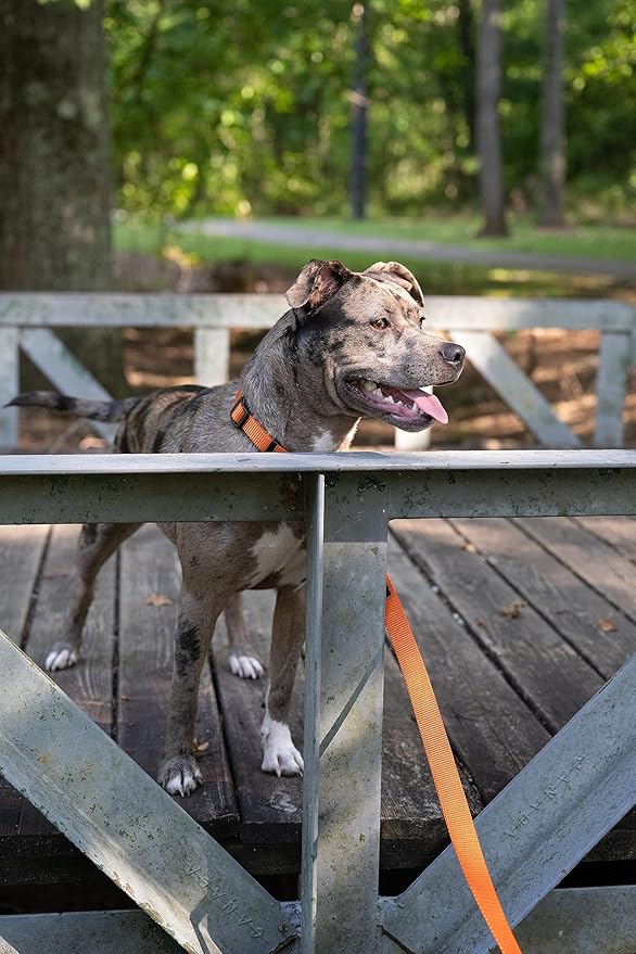 Country Brook Petz - American-Made Dog Collar for Large, Medium, and Small Dogs and Puppies - Deluxe Heavy Duty Nylon in 33 Dazzling Colors (Extra Large, 1 Inch Wide, Orange)