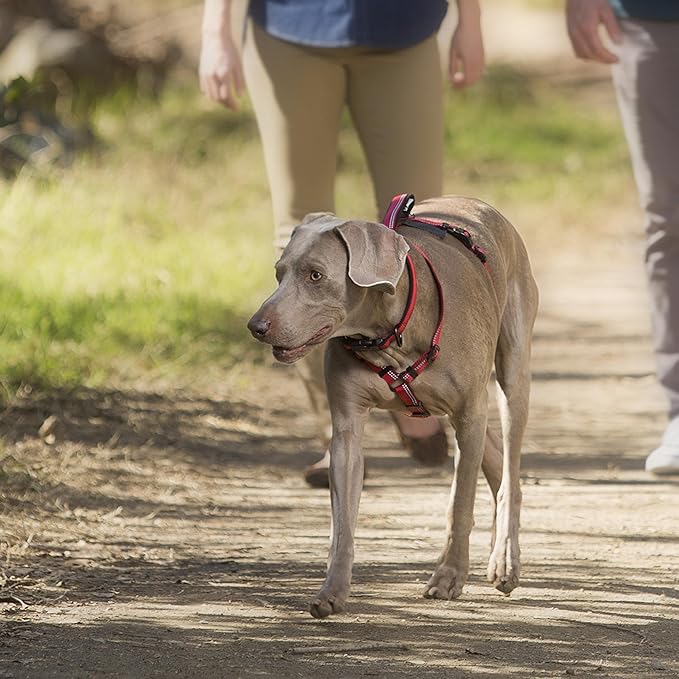 The Company of Animals - Halti Walking Harness (Chest 16" - 24"), Small, Black/Grey (Pack of 2)
