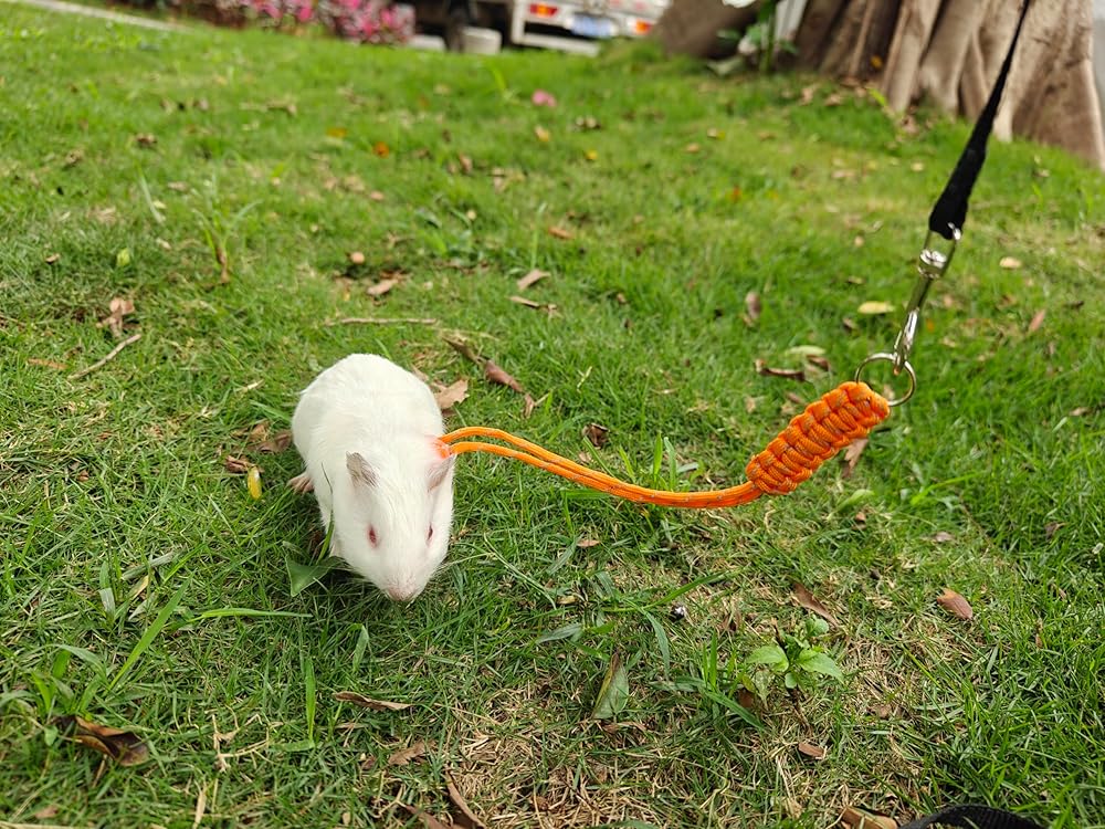 Handmade Figure 8 Harness and Leash for Rabbits/Bunnies/Ferrets/Bearded Dragons/Guinea Pigs/Rats/Chinchillas/Birds/Squirrels/Small Animals.Pack of 2