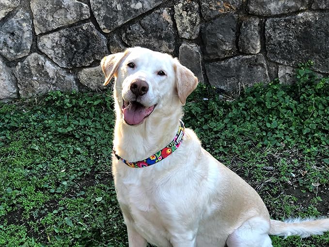 Lucky Love Dog - Adjustable Dog Collar with Easy Click Buckle for Small to Large Ones, Durable, & Comfortable for Male & Female Dogs, Pet Collar for Puppies & Adult Dogs - Blackbird, Extra Large