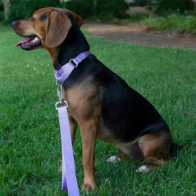 Country Brook Petz Martingale Dog Collar - Heavy-Duty Training Collar with No Buckle - Service Dog Collar for All Pups - Vibrant, Colorful Collection (Lavender, 1 Inch, Medium)