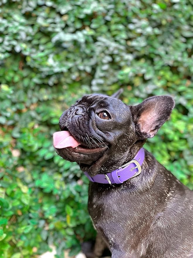 Tuff Pupper Classic Heavy Duty Dog Collar | 10x Stronger Than Leather | 100% Waterproof & Odor Proof Dog Collar | Tough Rust-Proof All Metal Hardware