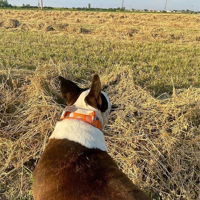 ADITYNA Heavy Duty Dog Collar for Extra-Large Dogs - Camo Orange Collar with Handle for Training, and Walking - Wide, Thick, Tactical, Soft Neoprene Padded