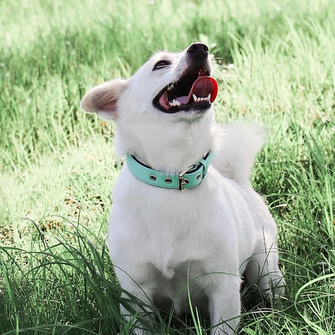 Didog Soft Padded Dog Collars for Medium Dogs, Lightweight and Breathable Dog Collar Waterproof with Metal Buckle, Green, L