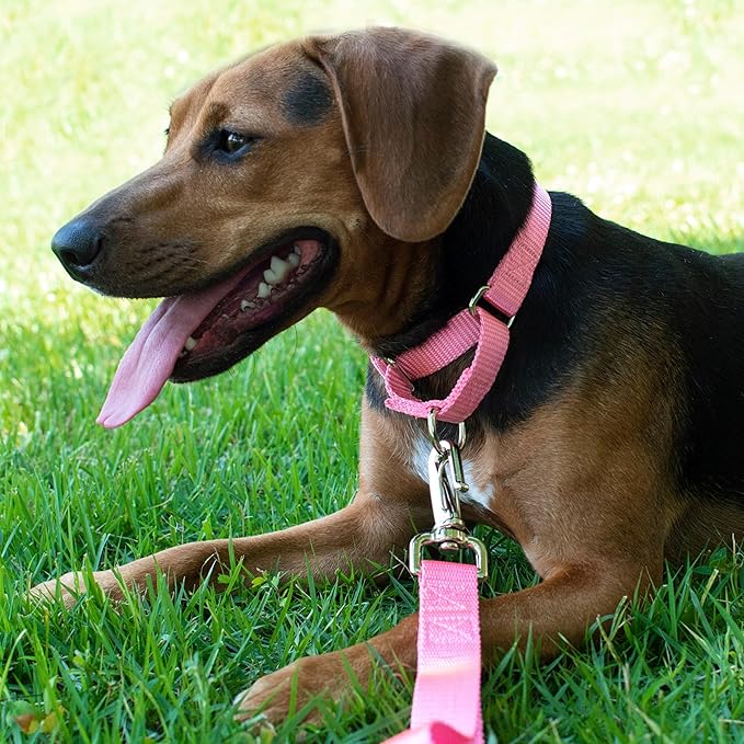 Country Brook Petz Martingale Dog Collar - Heavy-Duty Training Collar with No Buckle - Service Dog Collar for All Pups - Vibrant, Colorful Collection (Pink, 3/4 Inch, Small)